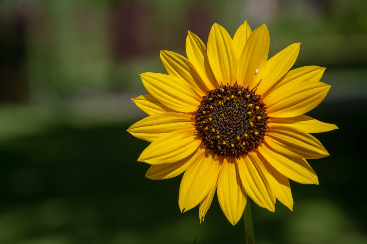  طبیعت / Nature Photography